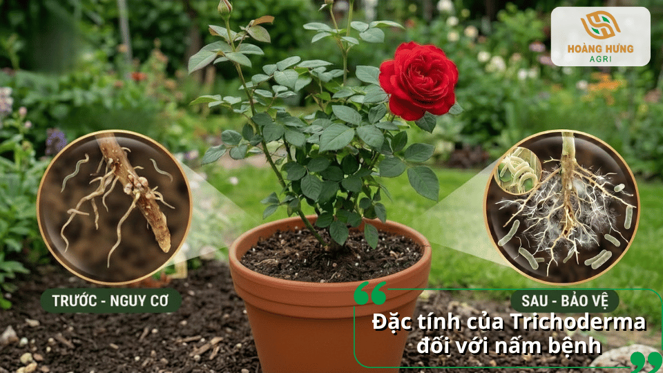 Trichoderma phát triển quanh vùng rễ, cạnh tranh và hạn chế tác nhân gây bệnh trong đất.