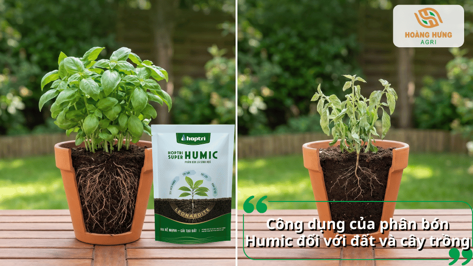 Phân bón Humic giúp cải thiện cấu trúc đất, phát triển bộ rễ và nâng cao sức sống của cây trồng.