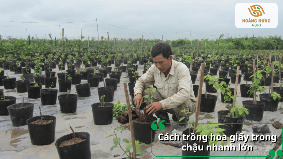 Trồng hoa giấy trong chậu đúng kỹ thuật giúp cây sinh trưởng nhanh, phát triển bộ rễ khỏe và cho nhiều hoa.