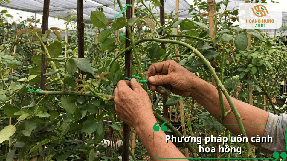 Uốn cành hoa hồng đúng kỹ thuật giúp tăng số lượng mầm mới và tạo tán cây cân đối, nhiều nụ hoa.