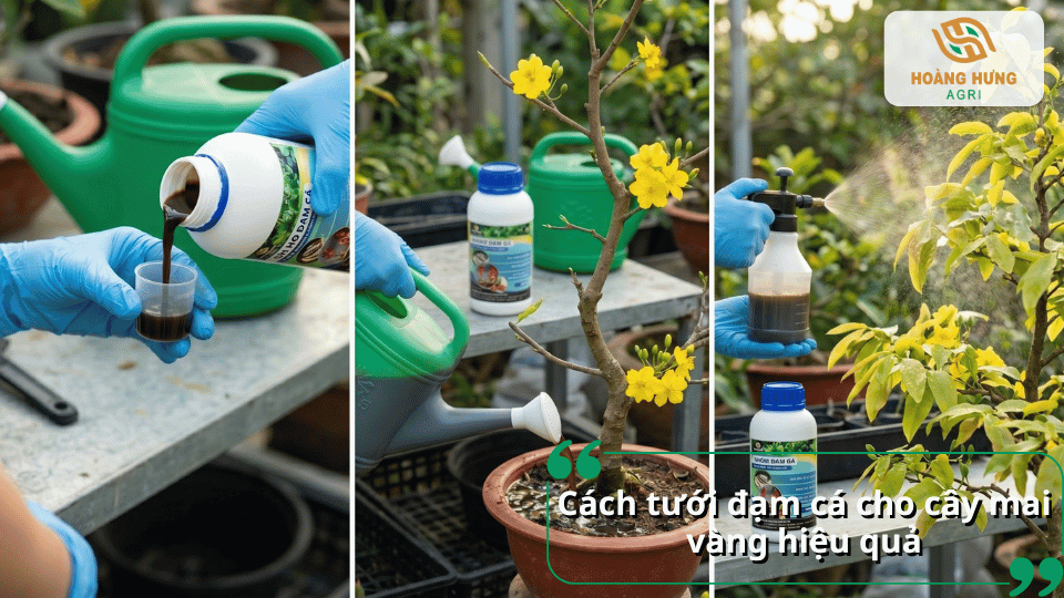 Hướng dẫn cách tưới đạm cá cho cây mai vàng hiệu quả bằng phương pháp tưới gốc và phun lá.