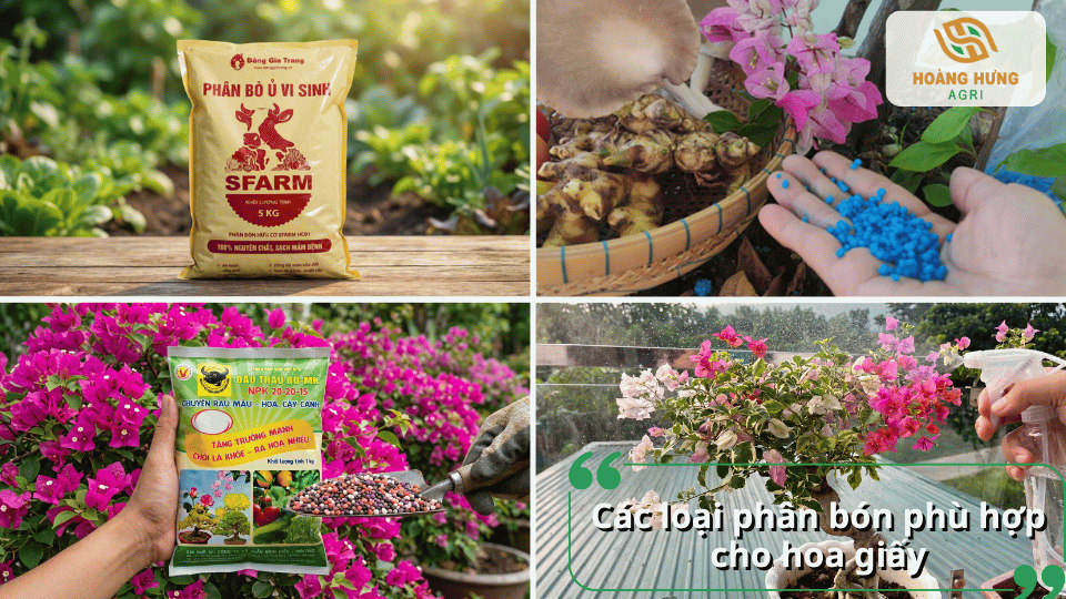 Các loại phân bón phù hợp cho hoa giấy gồm phân hữu cơ, NPK và phân kích hoa.