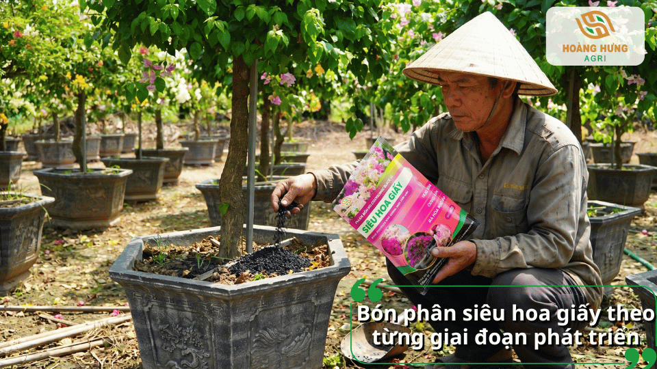 Bón phân siêu hoa giấy theo từng giai đoạn phát triển giúp cây tạo tán đẹp và nở hoa liên tục.