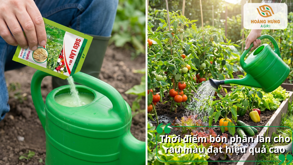 Thời điểm bón phân lân cho rau màu đạt hiệu quả cao giúp tăng khả năng ra rễ và sinh trưởng.