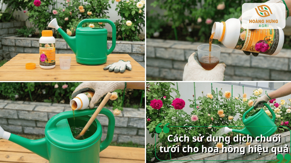 Pha loãng và sử dụng dịch chuối tưới cho hoa hồng đúng cách giúp cây hấp thu dinh dưỡng tốt và phát triển khỏe mạnh.