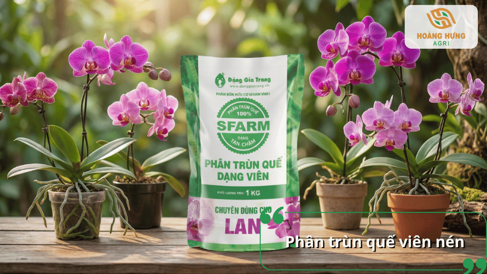 Phân trùn quế viên nén là nguồn dinh dưỡng hữu cơ giúp lan hồ điệp phát triển bộ rễ khỏe, cải thiện giá thể
