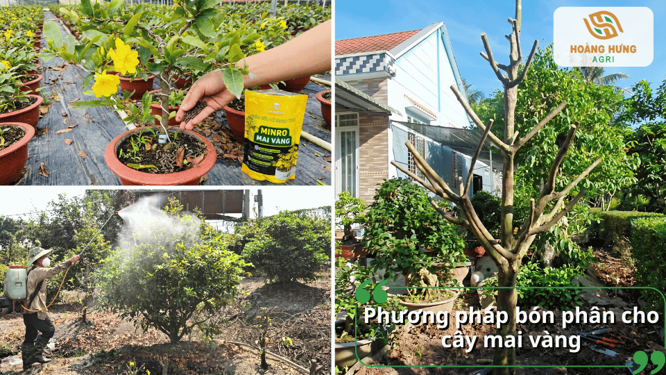 Các phương pháp bón phân cho cây mai vàng như bón gốc, bón thúc và kết hợp chăm sóc giúp cây hấp thu dinh dưỡng hiệu quả.