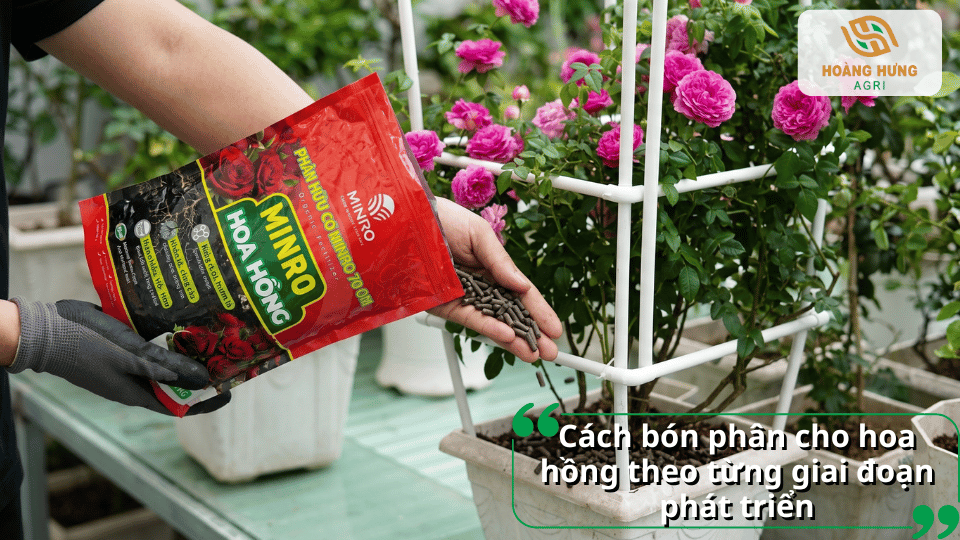 Bón phân cho hoa hồng theo từng giai đoạn sinh trưởng giúp cây phát triển cân đối, ra nhiều chồi, nụ và hoa chất lượng.