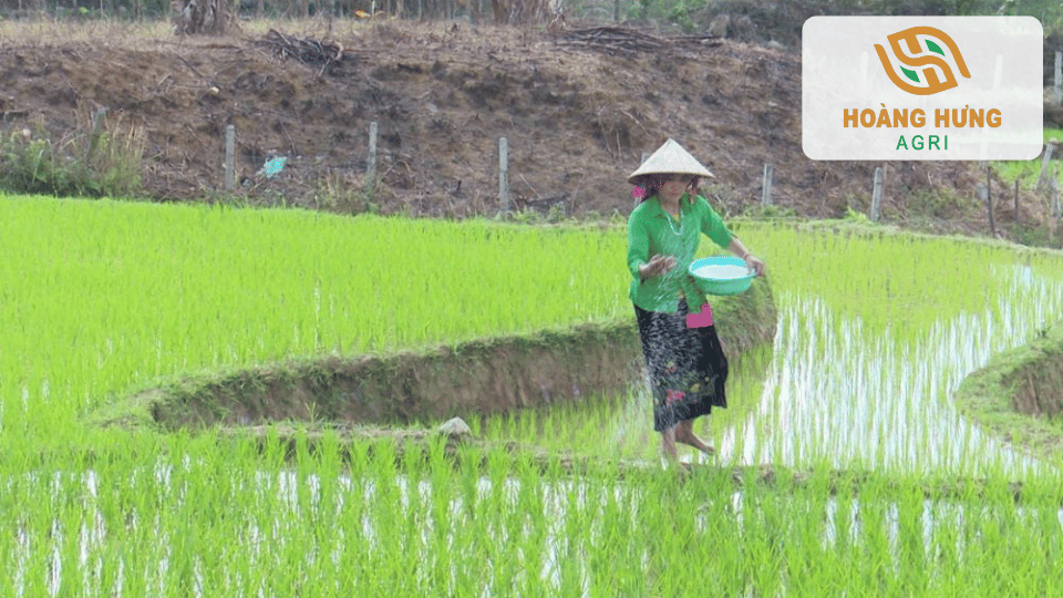 Nông dân bón phân cho ruộng lúa trong điều kiện ngập nước để cung cấp dinh dưỡng cho cây.