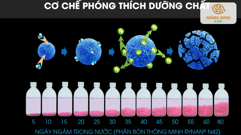 Minh họa cơ chế giải phóng dinh dưỡng từ từ của phân tan chậm theo thời gian nhờ lớp phủ polymer.