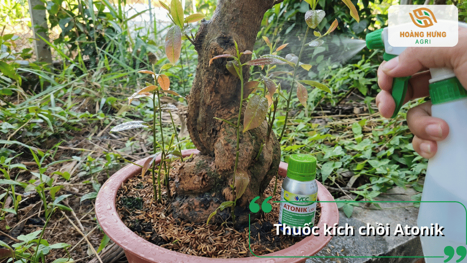 Phun thuốc kích chồi Atonik cho cây mai giúp thúc đẩy sinh trưởng, ra chồi mới và phục hồi bộ lá.