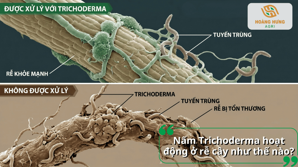Mô phỏng cơ chế Trichoderma bao phủ vùng rễ, tạo hàng rào sinh học bảo vệ cây trước tuyến trùng gây hại.