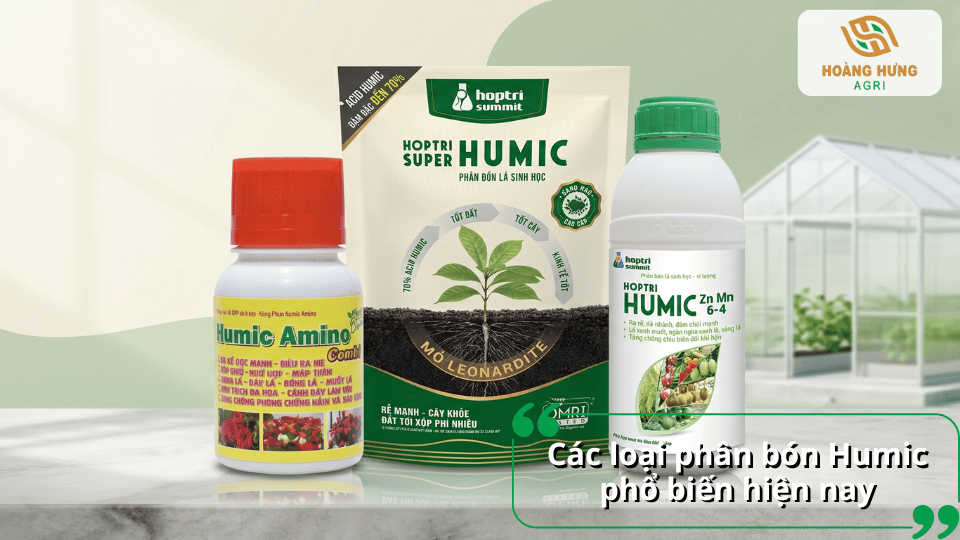 Các dòng phân bón Humic phổ biến gồm Humic dạng bột, Humic Amino và Humic bổ sung vi lượng cho cây trồng.