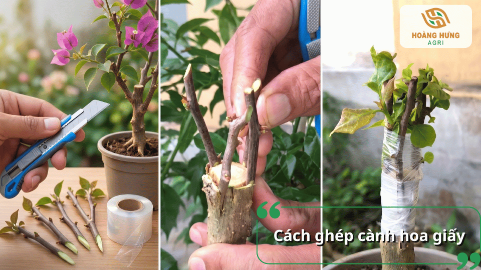 Kỹ thuật ghép cành hoa giấy giúp tạo cây nhiều màu hoa, tăng giá trị thẩm mỹ và sức sống cho cây.