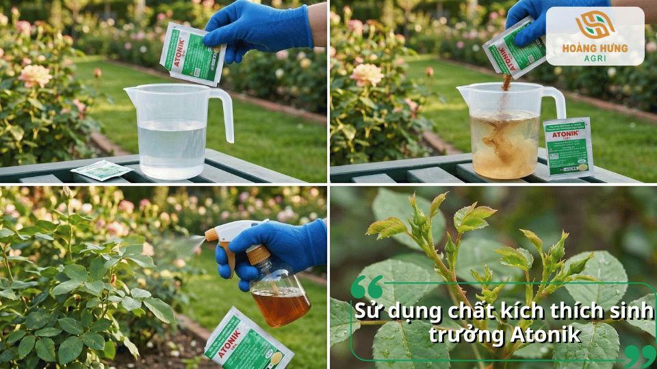 Sử dụng Atonik để kích thích sinh trưởng, hỗ trợ bật mầm non và thúc đẩy hoa hồng phát triển khỏe mạnh.