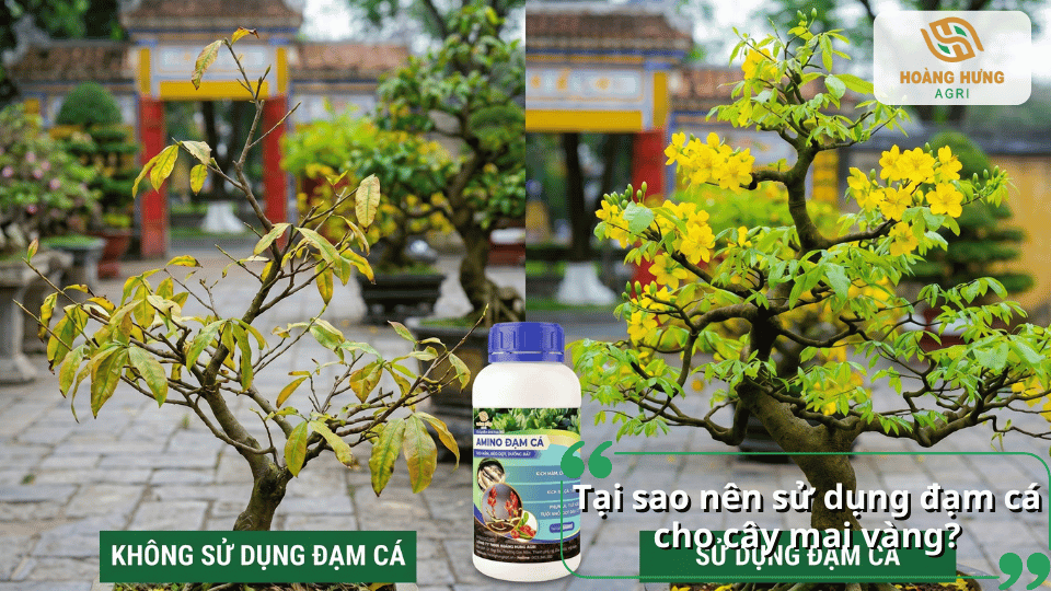 So sánh cây mai vàng sử dụng đạm cá và không sử dụng đạm cá để tăng sinh trưởng.