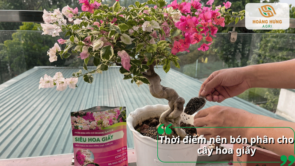Bón phân cho cây hoa giấy bonsai đúng thời điểm giúp cây ra nhiều hoa và phát triển cân đối.