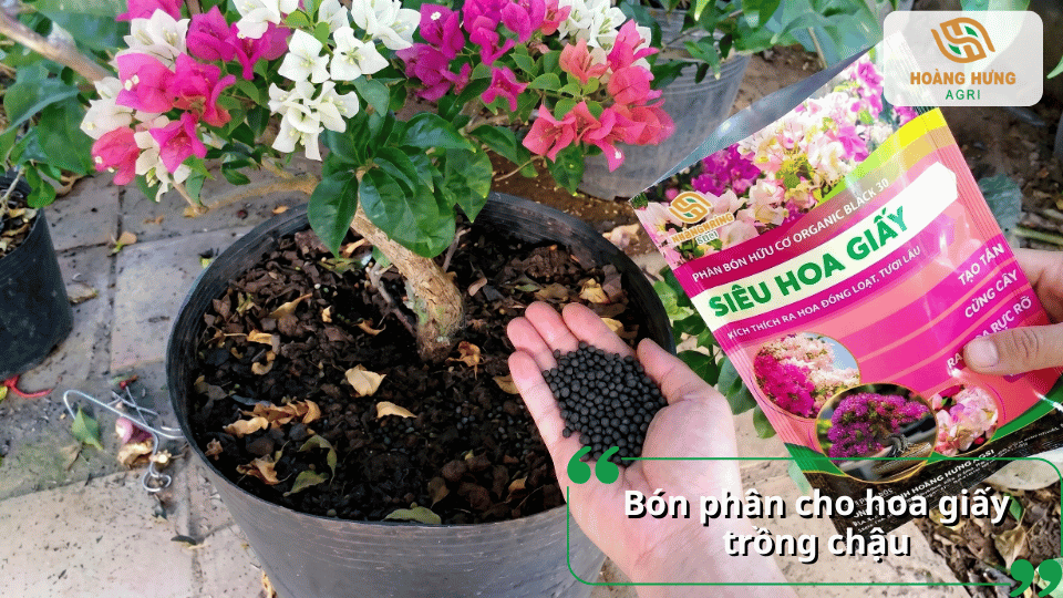 Hướng dẫn bón phân cho hoa giấy trồng chậu giúp cây phát triển cân đối và ra nhiều hoa.