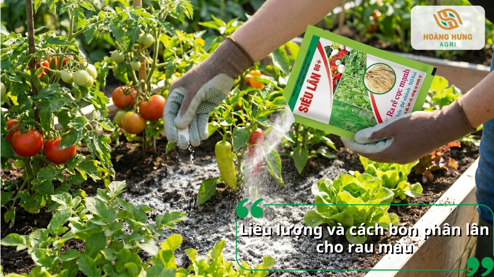 Liều lượng và cách bón phân lân cho rau màu đúng kỹ thuật giúp hạn chế lãng phí phân bón.