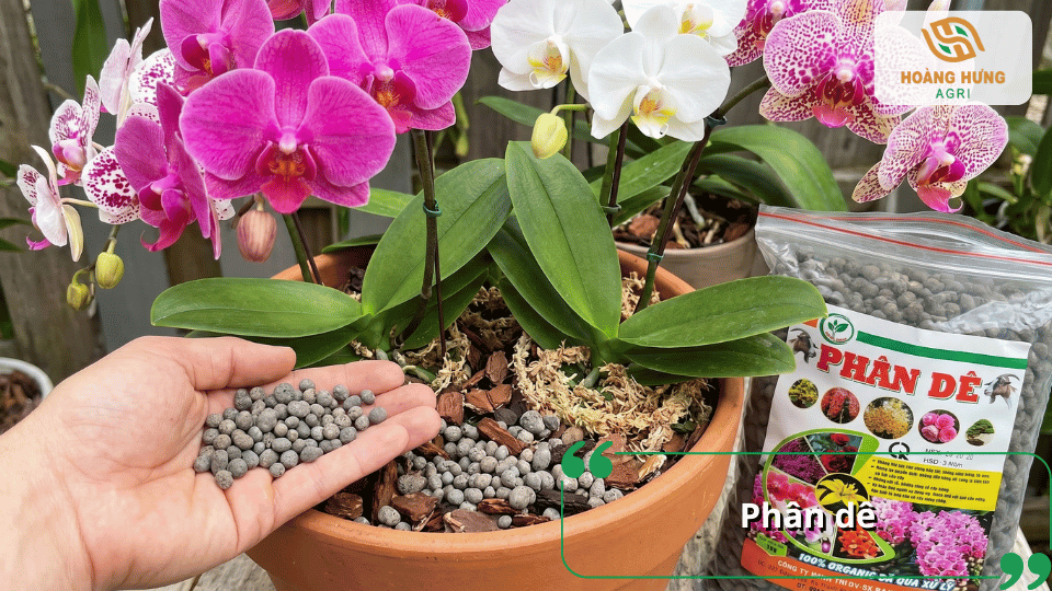 Phân dê đã qua xử lý giúp bổ sung dinh dưỡng hữu cơ cho lan hồ điệp, cải tạo giá thể và hỗ trợ cây sinh trưởng ổn định.