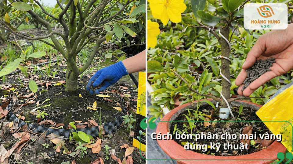 Hướng dẫn cách bón phân cho mai vàng đúng kỹ thuật, đúng liều lượng và đúng vị trí để cây phát triển khỏe mạnh, nhiều nụ.