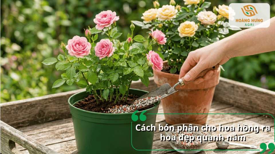 Bón phân đúng liều lượng và đúng thời điểm giúp hoa hồng ra hoa liên tục, bông to, màu sắc đẹp và lâu tàn.