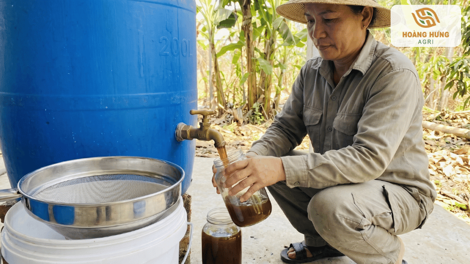 Thu hoạch và lọc dịch chuối sau quá trình lên men thành công để bảo quản và sử dụng