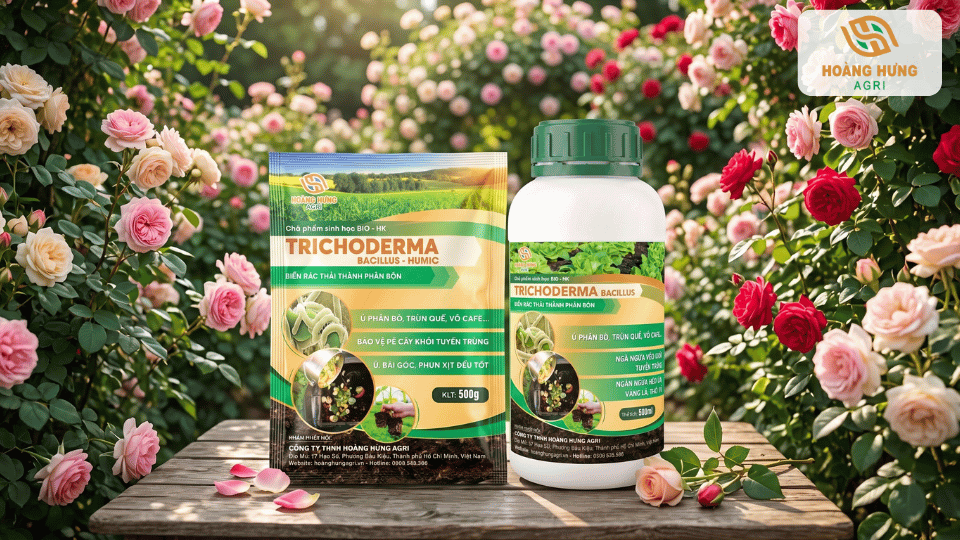 Sản phẩm Trichoderma dạng bột và dạng nước chuyên dùng cho cây hoa hồng, hỗ trợ cải tạo đất