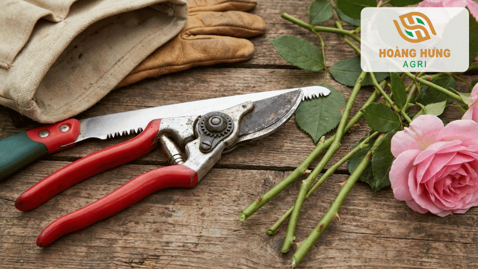 Kéo cắt cành và dụng cụ làm vườn chuyên dụng dùng để cắt tỉa hoa hồng an toàn, chính xác.