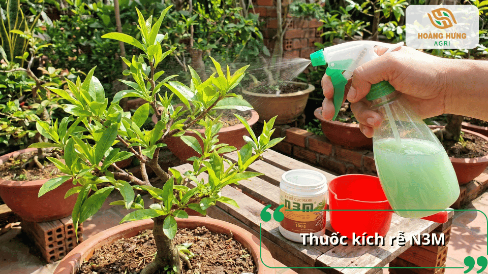 Sử dụng thuốc kích rễ N3M giúp cây mai phát triển bộ rễ khỏe mạnh, hỗ trợ bật chồi nhanh sau Tết.