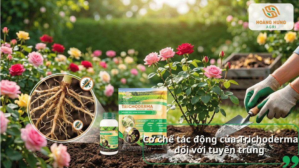 Trichoderma giúp cải thiện môi trường đất, tăng sức khỏe bộ rễ và giảm tác động của tuyến trùng.