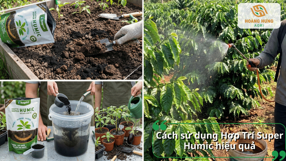 Hướng dẫn sử dụng phân bón Hợp Trí Super Humic bằng cách bón đất, pha nước tưới gốc hoặc phun lá.