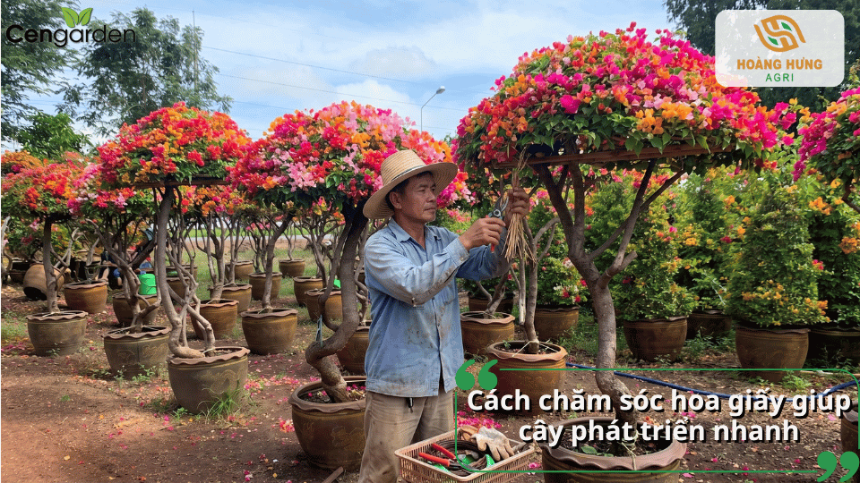 Cắt tỉa và tạo tán hoa giấy định kỳ giúp cây phát triển cân đối, ra nhiều hoa và duy trì dáng đẹp.