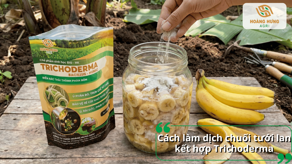 Ủ dịch chuối với Trichoderma giúp phân giải hữu cơ tốt hơn và hạn chế vi sinh vật gây hại.