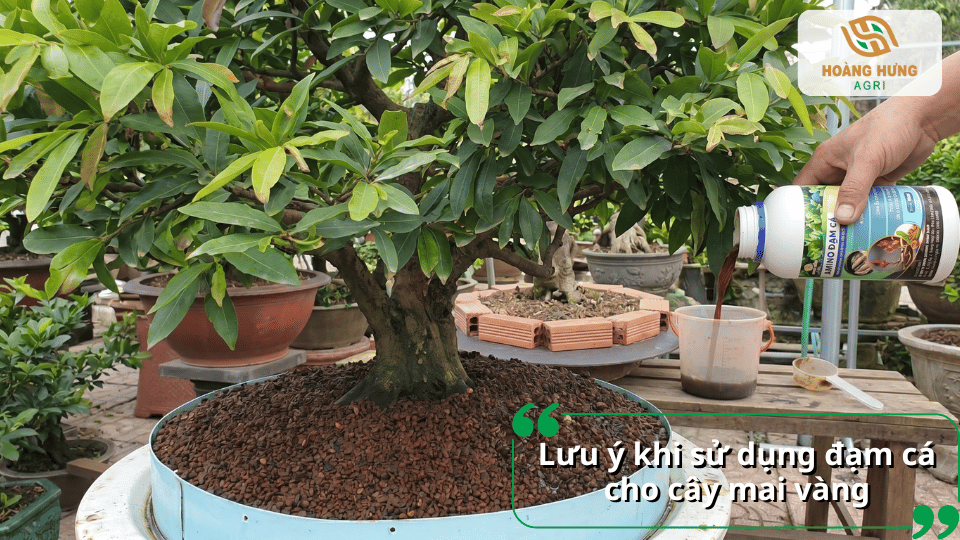 Những lưu ý khi sử dụng đạm cá cho cây mai vàng để tránh lãng phí và đạt hiệu quả cao.