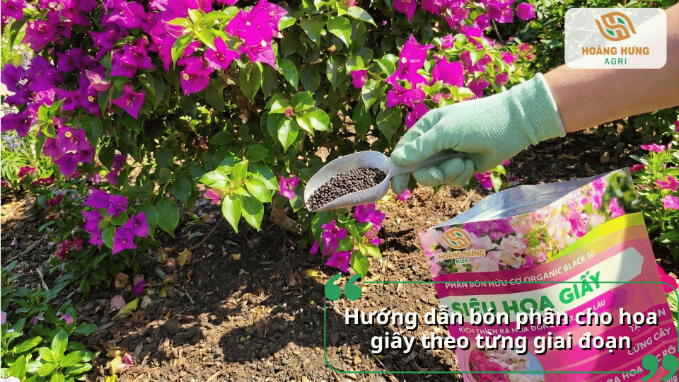 Hướng dẫn bón phân cho hoa giấy theo từng giai đoạn sinh trưởng và ra hoa.