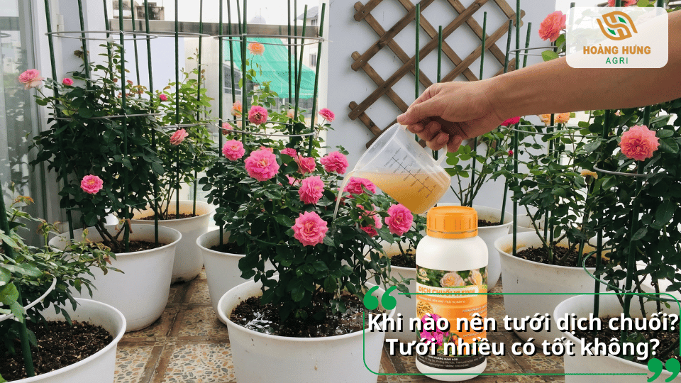 Thời điểm tưới dịch chuối cho hoa hồng phù hợp giúp cây hấp thu tối đa dinh dưỡng và hạn chế nguy cơ dư thừa phân bón.