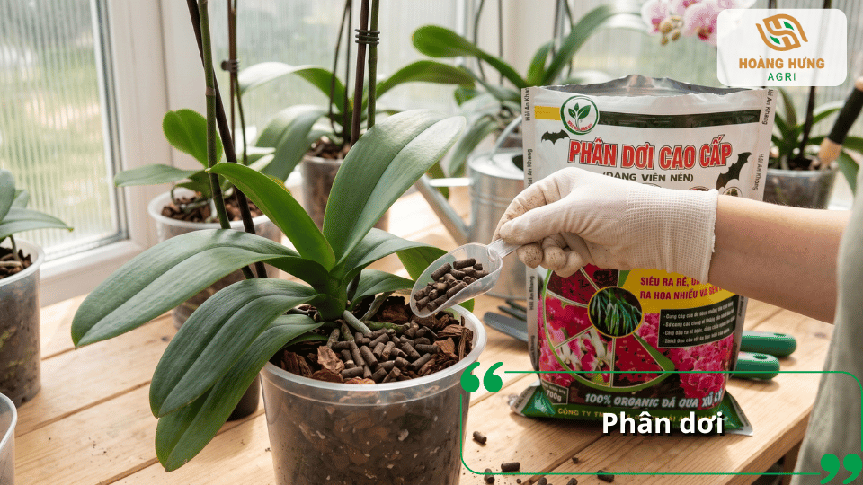 Phân dơi giàu lân và vi lượng, hỗ trợ lan hồ điệp phát triển bộ rễ, kích thích phân hóa mầm hoa