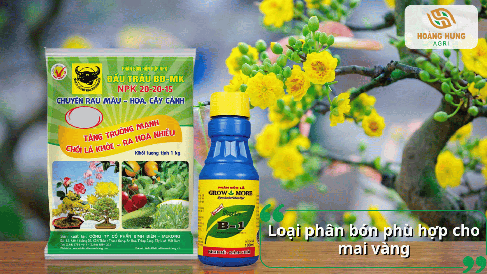 Các loại phân bón phù hợp cho mai vàng gồm phân hữu cơ, NPK và phân chuyên dùng giúp cây xanh khỏe, nở hoa đẹp và bền.