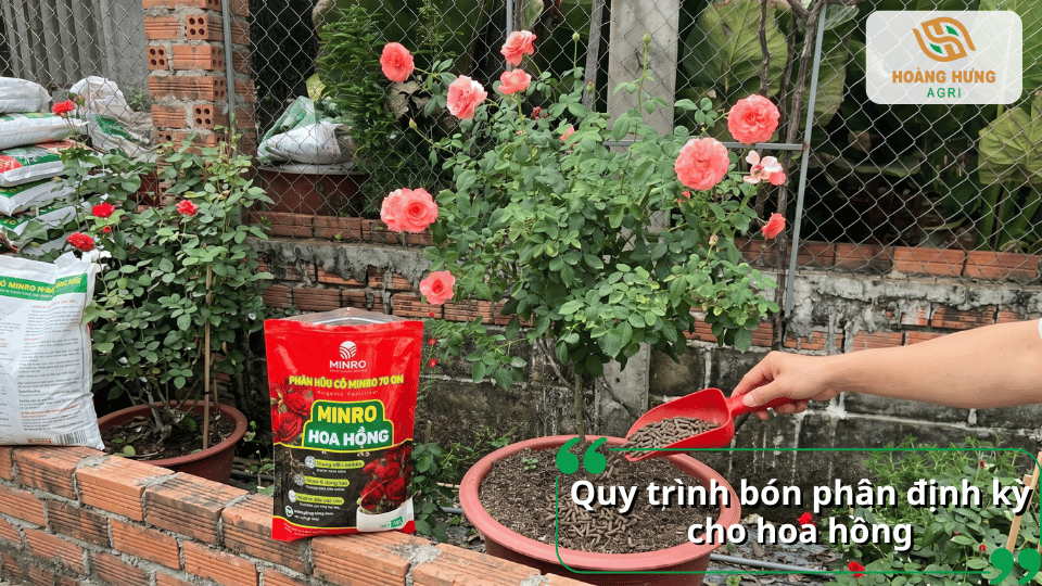 Thực hiện quy trình bón phân định kỳ cho hoa hồng giúp duy trì dinh dưỡng, tăng sức sống và kéo dài thời gian ra hoa.
