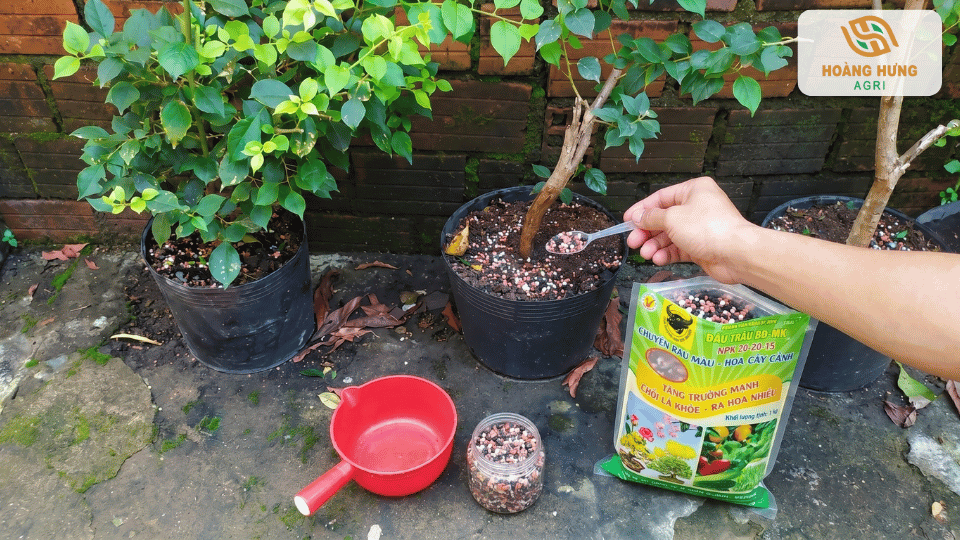 Sử dụng muỗng để bón phân NPK cho cây hoa giấy trồng chậu tạo nhiều nụ hoa hơn.