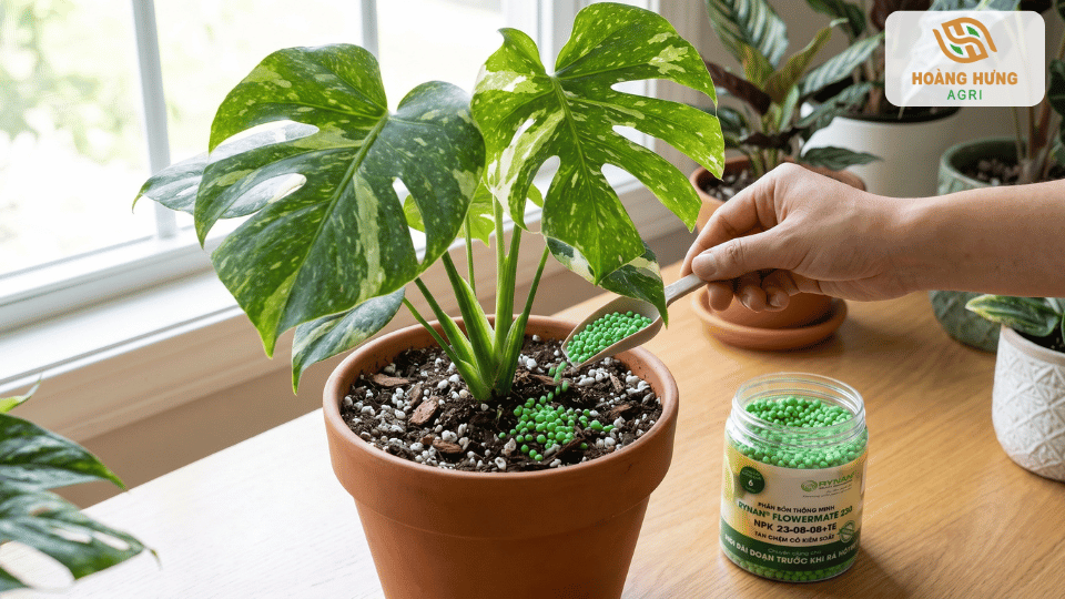 Rải phân tan chậm quanh gốc cây Monstera trong chậu để cung cấp dinh dưỡng đều và hạn chế thất thoát.