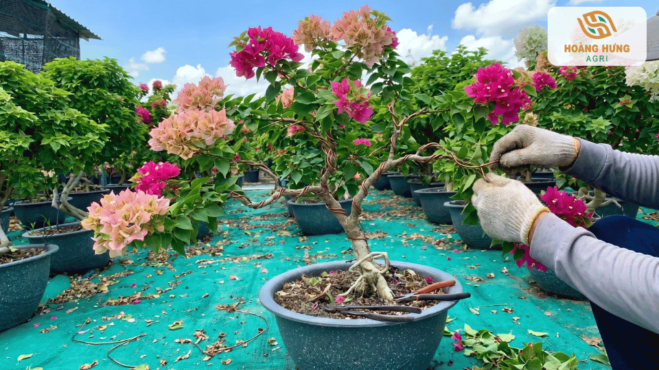 Nghệ nhân tạo dáng và cắt tỉa bonsai hoa giấy trong khu vườn cây cảnh.