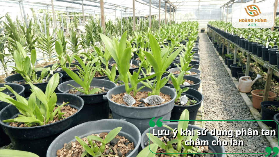 Những lưu ý khi sử dụng phân tan chậm cho lan để đạt hiệu quả cao và tránh ảnh hưởng đến bộ rễ cây.