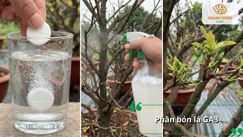 Phân bón lá GA3 hỗ trợ kích thích sinh trưởng, thúc đẩy cây mai ra chồi và phát triển lá non đồng đều.