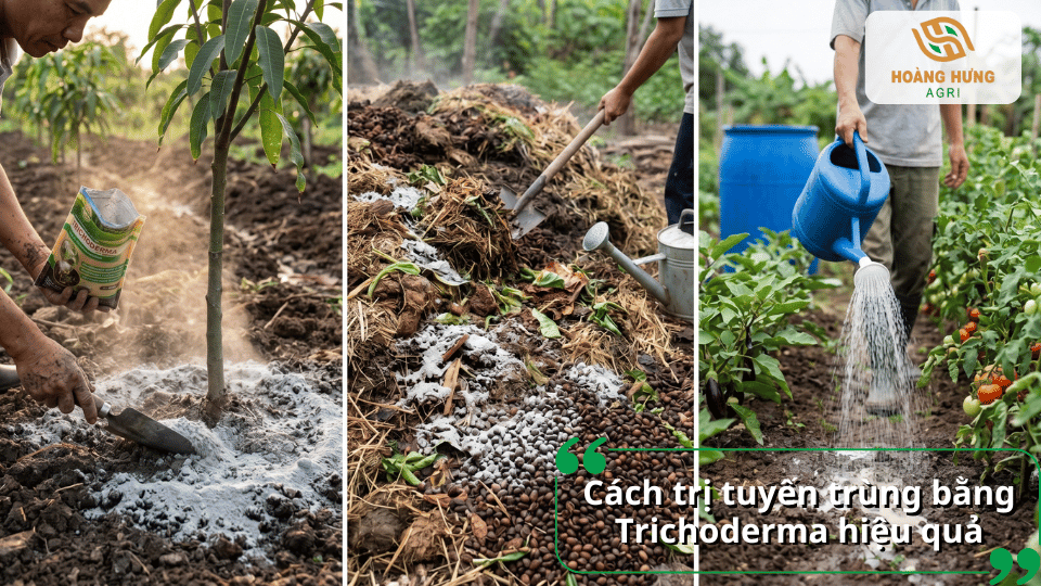 Các phương pháp bón gốc, ủ phân hữu cơ và tưới Trichoderma giúp kiểm soát tuyến trùng hiệu quả.