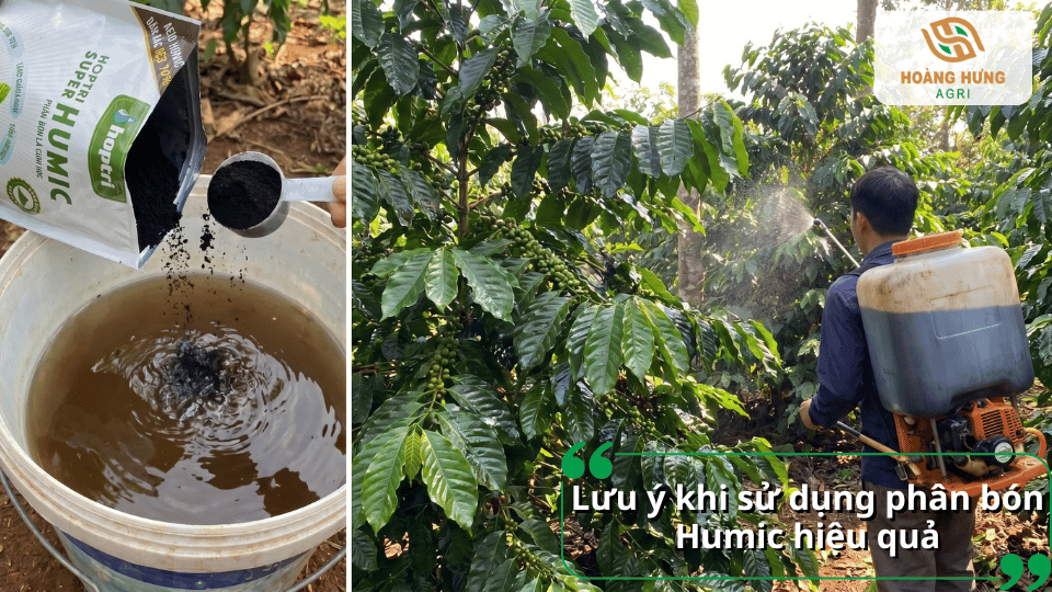 Sử dụng phân bón Humic đúng liều lượng và thời điểm giúp tăng hiệu quả hấp thu dinh dưỡng cho cây trồng.