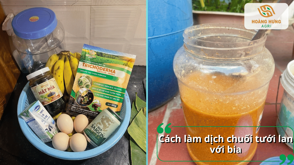Kết hợp chuối và bia để tăng tốc quá trình lên men tạo dịch chuối giàu dinh dưỡng cho lan.