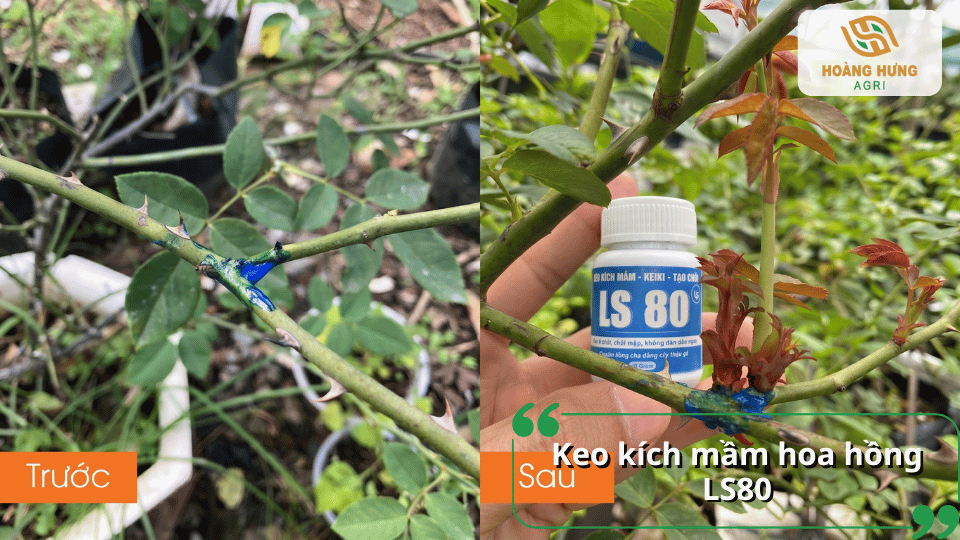 Keo kích mầm LS80 hỗ trợ đánh thức mầm ngủ, giúp cây hoa hồng nhanh bật chồi sau khi cắt tỉa.
