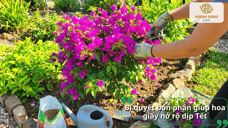 Bí quyết bón phân giúp hoa giấy nở rộ dịp Tết với màu sắc rực rỡ và bền hoa.